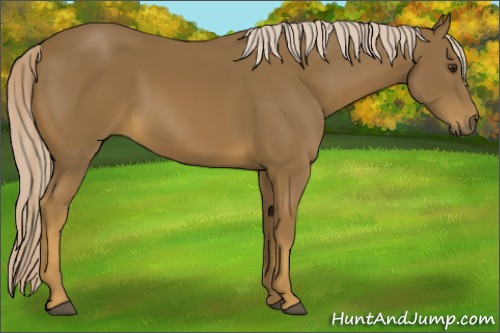 Horse Color:Chocolate Palomino 