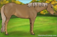 Horse Color:Chocolate Palomino 