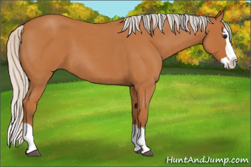 Horse Color:Silver Bay Roan Splash 