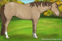 Horse Color:Classic Cream Champagne