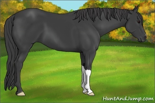 Horse Color:Smoky Black