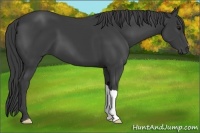 Horse Color:Smoky Black 