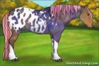 Horse Color:Painted Silver Brown Dun Tobiano Appaloosa 
