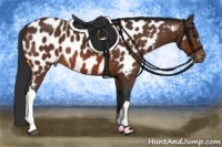 Horse Color:Bay Appaloosa 