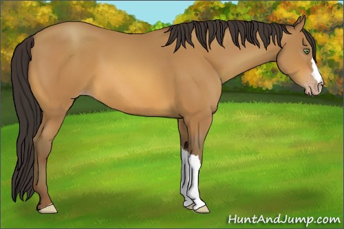 Horse Color:Amber Champagne 