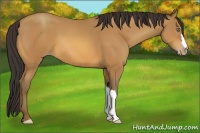 Horse Color:Amber Champagne 