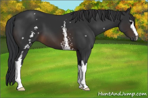 Horse Color:White Spotted Brown