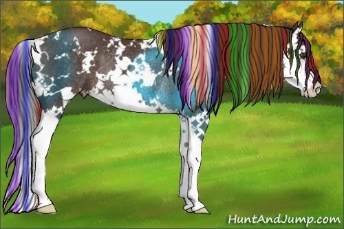 Horse Color:Painted White Spotted Liver Chestnut Sabino Splash Rabicano 