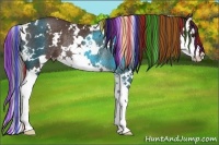 Horse Color:Painted White Spotted Liver Chestnut Sabino Splash Rabicano 