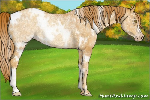 Horse Color:White Spotted Gold Champagne Ice Rabicano