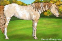Horse Color:White Spotted Gold Champagne Ice Rabicano 