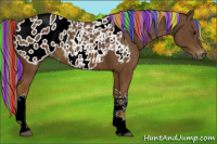 Horse Color:Gray Painted Palomino Tobiano Appaloosa Rabicano 