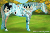 Horse Color:Gray Thunderstruck Gold Cream Champagne Dun Tobiano Appaloosa Rabicano 