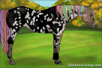 Horse Color:Gray Painted Chocolate Palomino Dun Tobiano Near Leopard Rabicano 