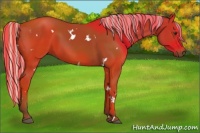 Horse Color:Painted White Spotted Silver Bay Rabicano 