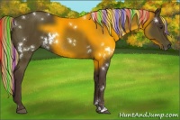 Horse Color:Painted White Spotted Liver Chestnut Rabicano 