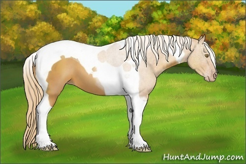 Horse Color:Gold Champagne Tobiano