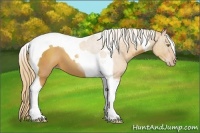 Horse Color:Gold Champagne Tobiano