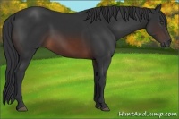 Horse Color:Brown 