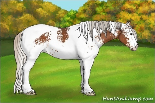 Horse Color:White Spotted Silver Brown Tobiano