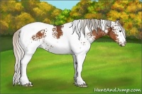 Horse Color:White Spotted Silver Brown Tobiano
