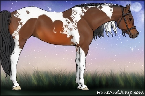 Horse Color:Bay Tobiano 