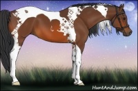 Horse Color:Bay Tobiano