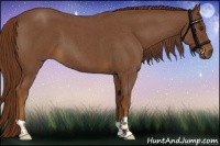 Horse Color:Red Roan 