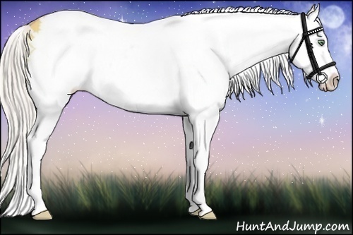 Horse Color:White Spotted Silver Amber Champagne Dun Splash 