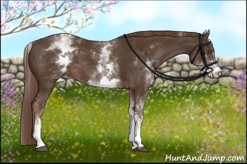 Horse Color:White Spotted Liver Chestnut