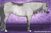 Horse Color:Grullo Rabicano 