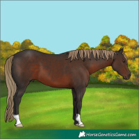 Horse Color:Liver Chestnut 