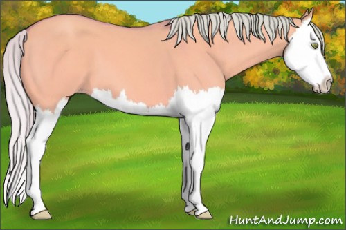 Horse Color:Watercolor Silver Amber Champagne Dun Splash 
