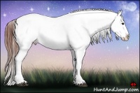 Horse Color:Grullo Roan Splash Appaloosa 