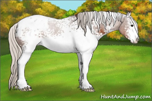Horse Color:White Spotted Silver Bay Sabino Appaloosa Rabicano