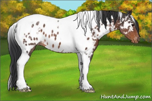 Horse Color:White Spotted Brown Tobiano Appaloosa 