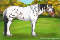 Horse Color:White Spotted Brown Tobiano Appaloosa 