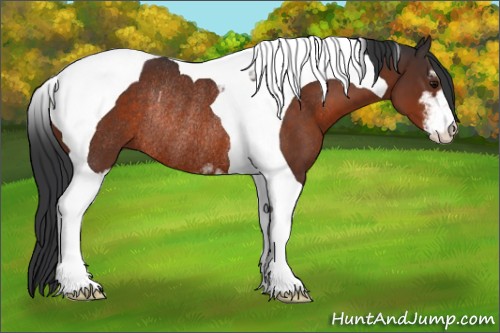 Horse Color:Brown Sabino Tobiano Rabicano