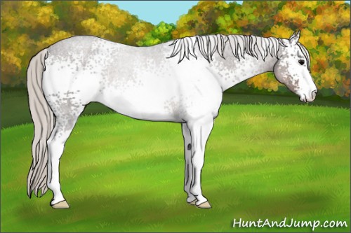 Horse Color:White Spotted Silver Black Sabino Rabicano
