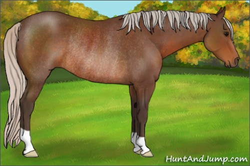 Horse Color:Silver Brown Rabicano 