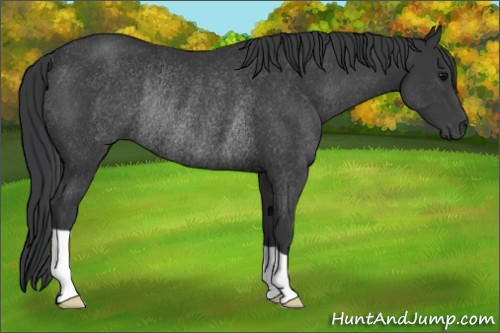Horse Color:Black Rabicano 