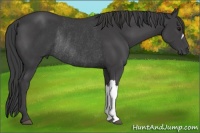 Horse Color:Smoky Black Rabicano 