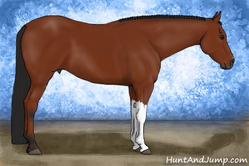 Horse Color:Gray Bay 