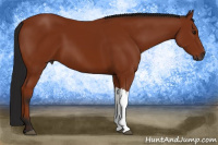 Horse Color:Gray Bay 