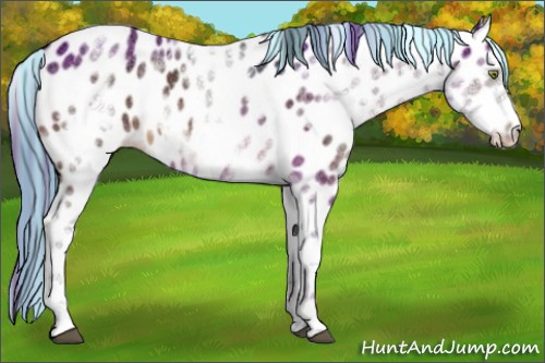 Horse Color:Painted White Spotted Brown Leopard Rabicano 