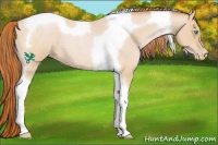 Horse Color:Buckskin Roan Pearl Tobiano 