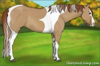 Horse Color:Red Dun Splash Tobiano Rabicano