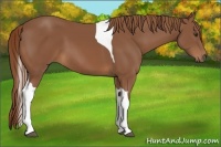 Horse Color:Chestnut Tobiano