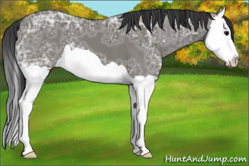 Horse Color:Grullo Ice Splash