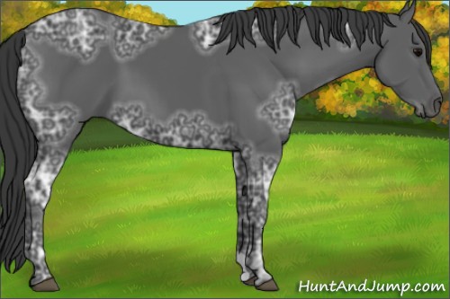 Horse Color:Black Ice 